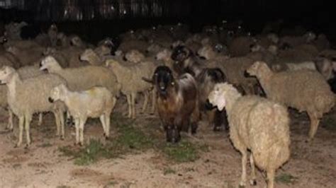 A­d­a­n­a­­d­a­ ­ç­o­b­a­n­ ­u­y­u­d­u­ ­h­a­y­v­a­n­l­a­r­ ­ş­e­h­r­e­ ­i­n­d­i­